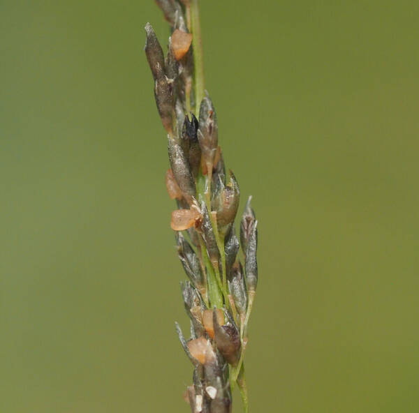 Sporobolus elongatus Spikelets