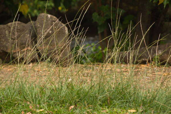 Sporobolus elongatus Habit