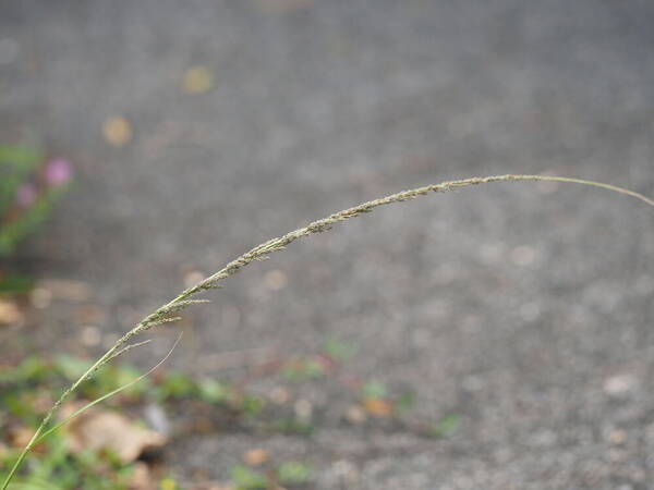 Sporobolus elongatus Inflorescence