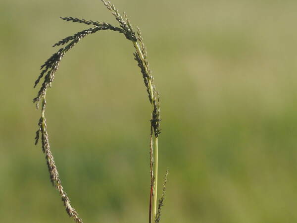 Sporobolus elongatus Inflorescence