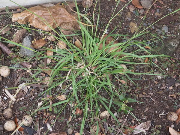 Sporobolus elongatus Plant