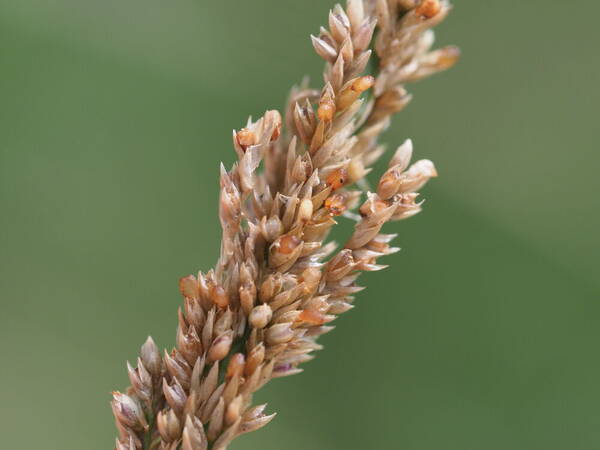 Sporobolus fertilis Spikelets