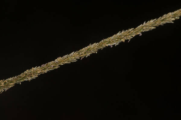 Sporobolus fertilis Spikelets