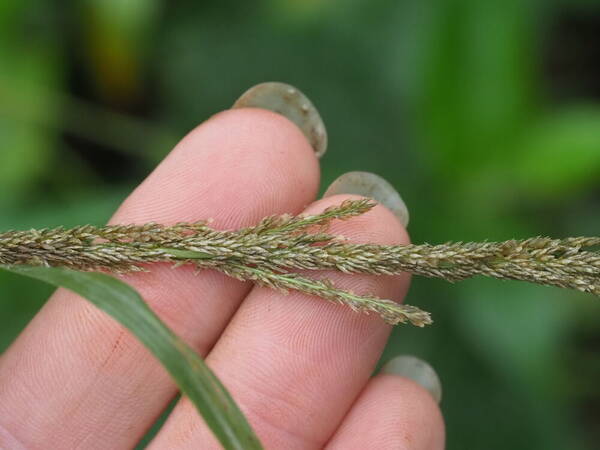 Sporobolus fertilis Spikelets