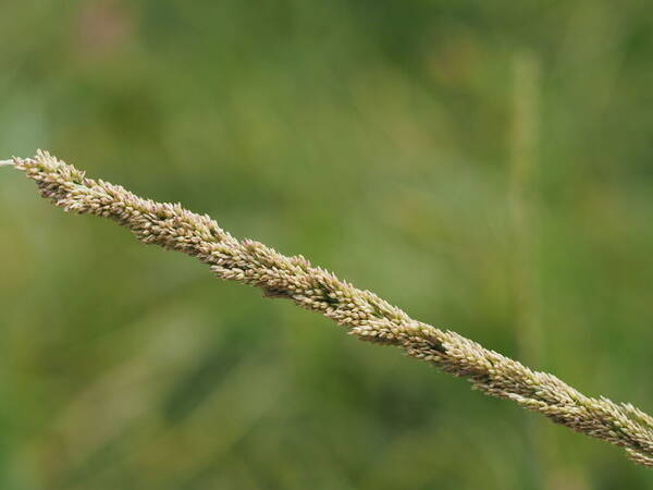 Sporobolus fertilis Spikelets