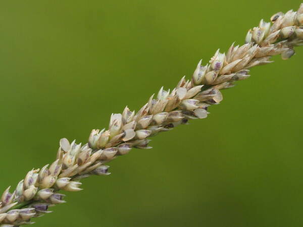 Sporobolus fertilis Spikelets