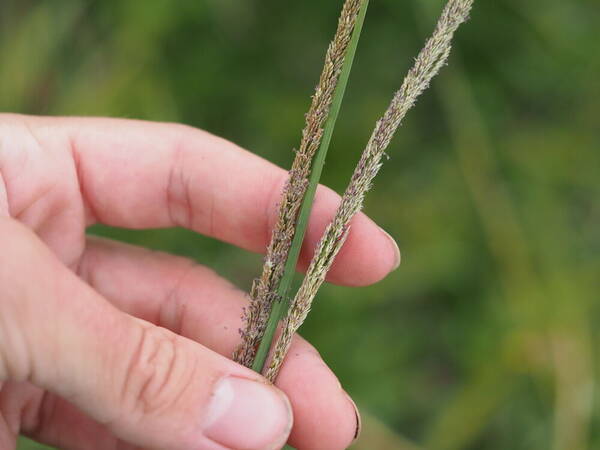 Sporobolus fertilis Spikelets