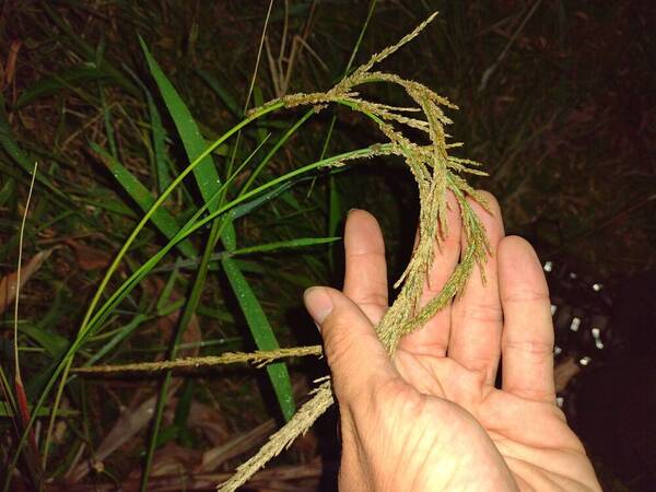 Sporobolus fertilis Inflorescence