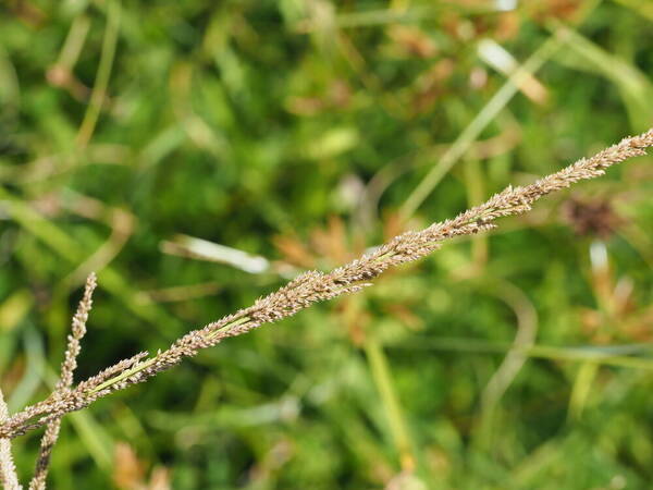 Sporobolus fertilis Inflorescence