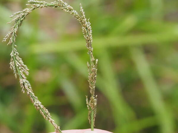 Sporobolus fertilis Inflorescence