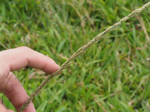 Sporobolus fertilis Inflorescence