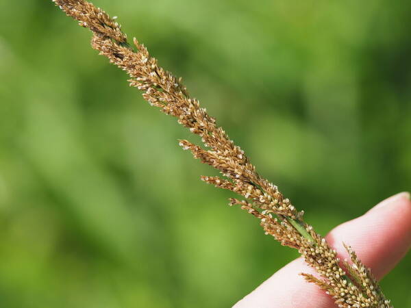 Sporobolus fertilis Inflorescence