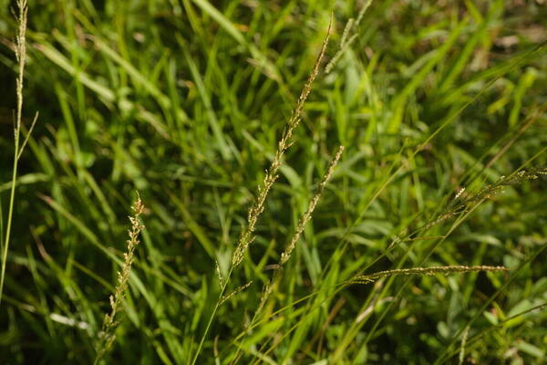 Sporobolus fertilis Inflorescence