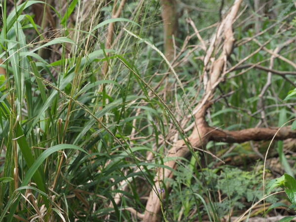 Sporobolus fertilis Inflorescence