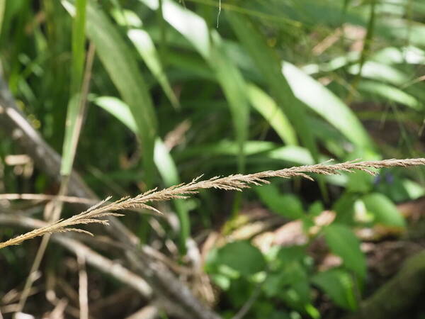 Sporobolus fertilis Inflorescence