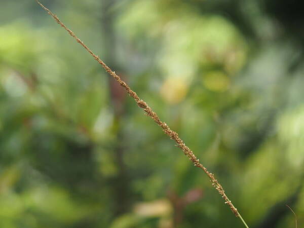 Sporobolus fertilis Inflorescence