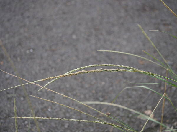 Sporobolus fertilis Inflorescence