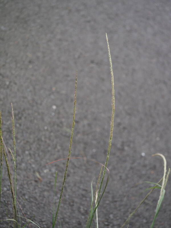 Sporobolus fertilis Inflorescence