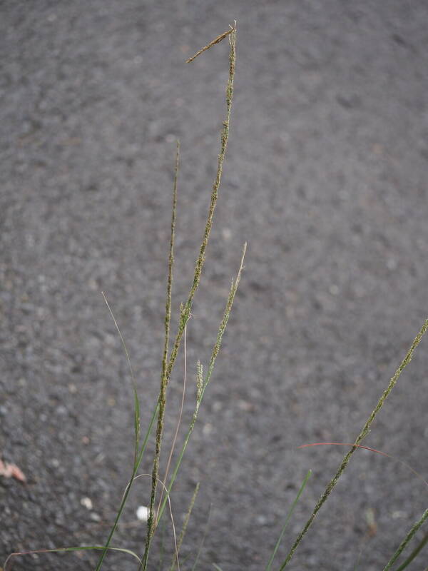 Sporobolus fertilis Inflorescence