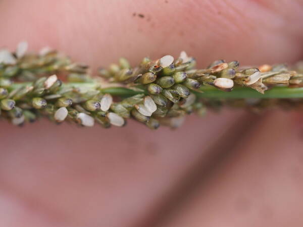 Sporobolus indicus Spikelets