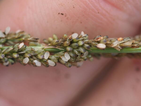 Sporobolus indicus Spikelets