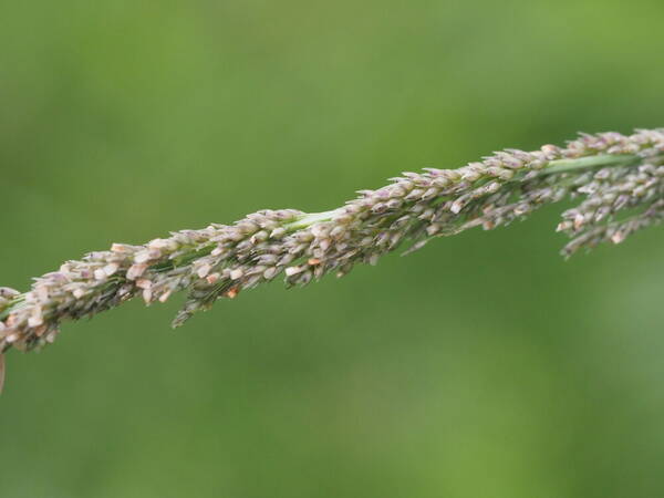 Sporobolus indicus Spikelets