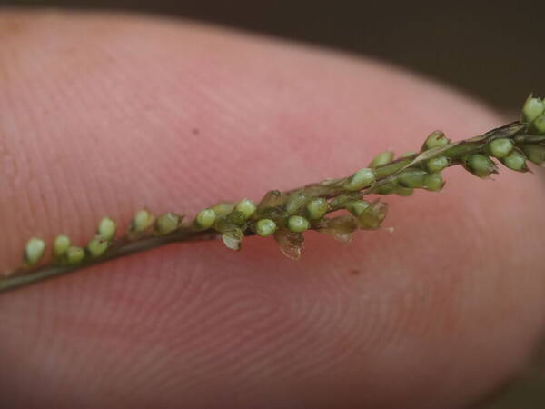 Sporobolus indicus Spikelets