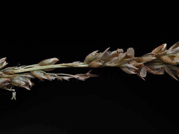 Sporobolus indicus Spikelets