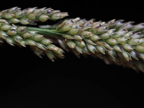 Sporobolus indicus Spikelets