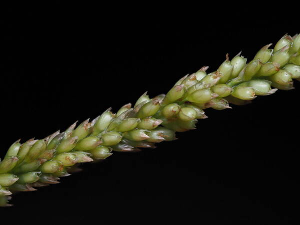 Sporobolus indicus Spikelets