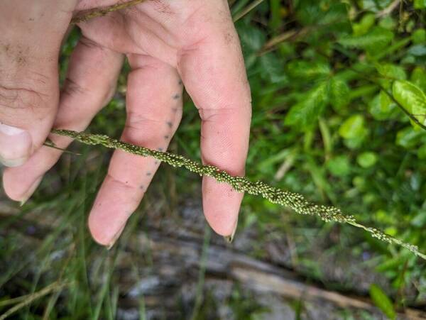 Sporobolus indicus Inflorescence