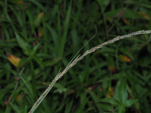 Sporobolus indicus Inflorescence