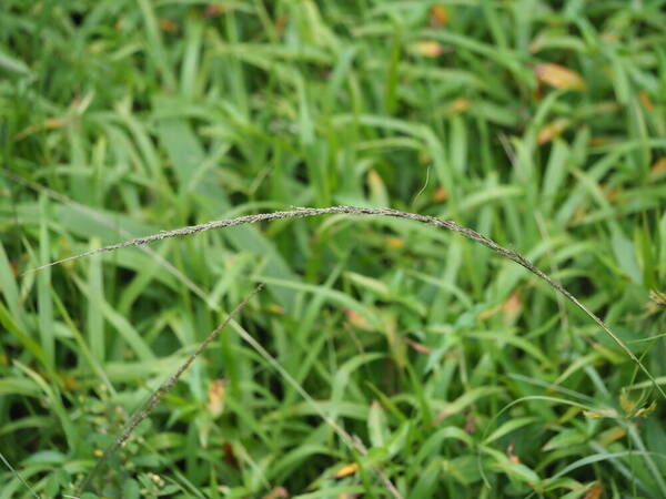 Sporobolus indicus Inflorescence