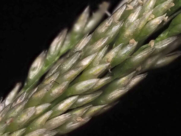 Sporobolus pyramidatus Spikelets