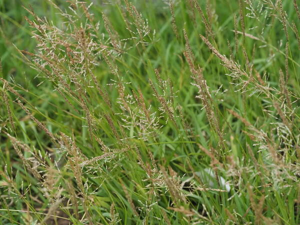 Sporobolus pyramidatus Habit