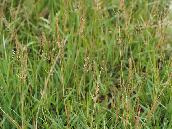 Sporobolus pyramidatus Habit