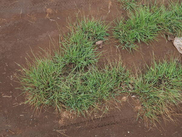 Sporobolus pyramidatus Habit