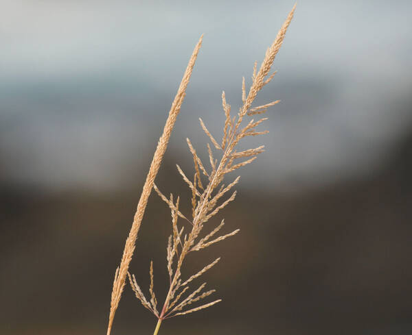 Sporobolus pyramidatus Inflorescence