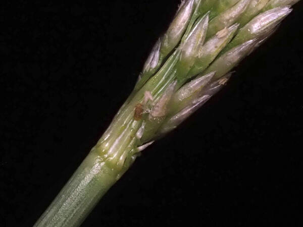 Sporobolus pyramidatus Inflorescence