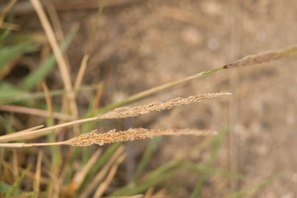 Sporobolus pyramidatus Inflorescence