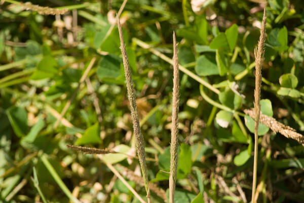 Sporobolus pyramidatus Inflorescence