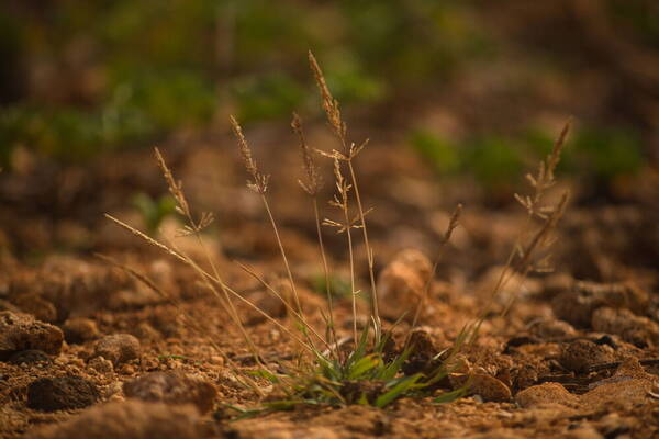 Sporobolus pyramidatus Plant