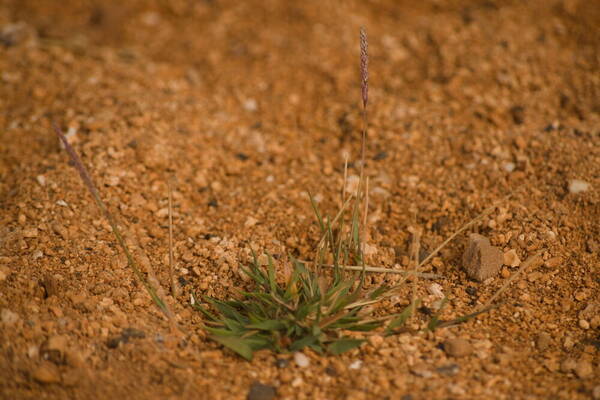 Sporobolus pyramidatus Plant