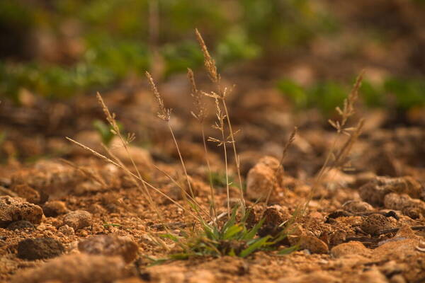 Sporobolus pyramidatus Plant