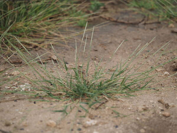 Sporobolus pyramidatus Plant