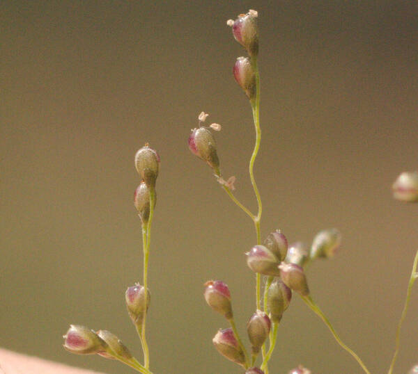 Sporobolus tenuissimus Spikelets