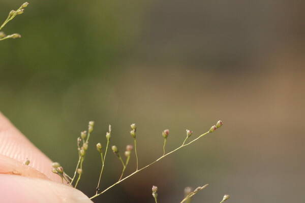 Sporobolus tenuissimus Spikelets