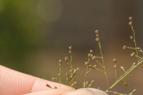 Sporobolus tenuissimus Spikelets