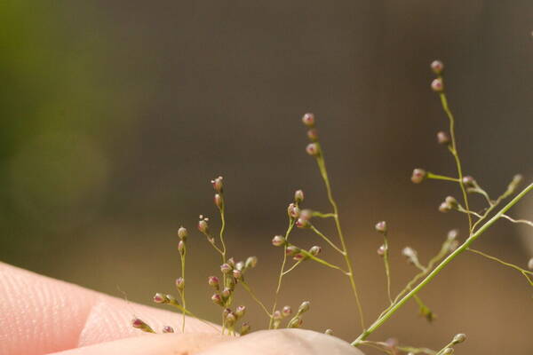 Sporobolus tenuissimus Spikelets