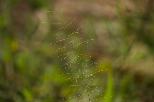 Sporobolus tenuissimus Inflorescence